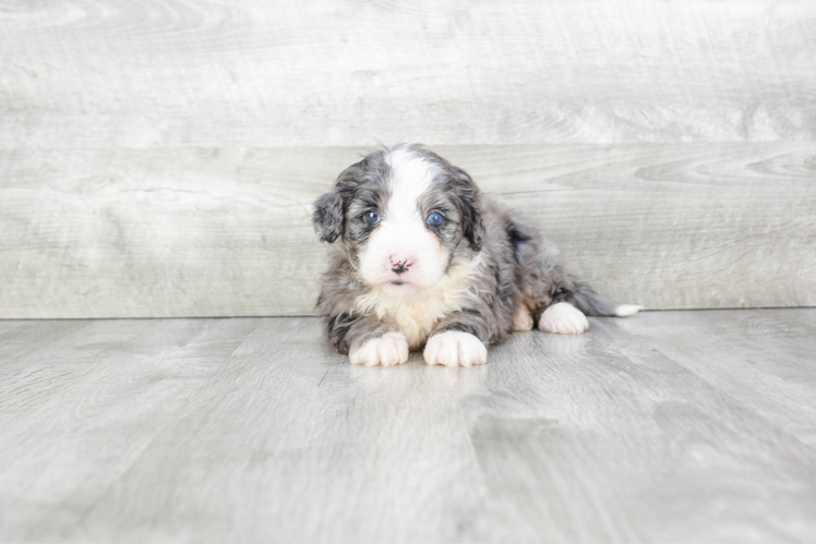 Best Mini Bernedoodle Baby