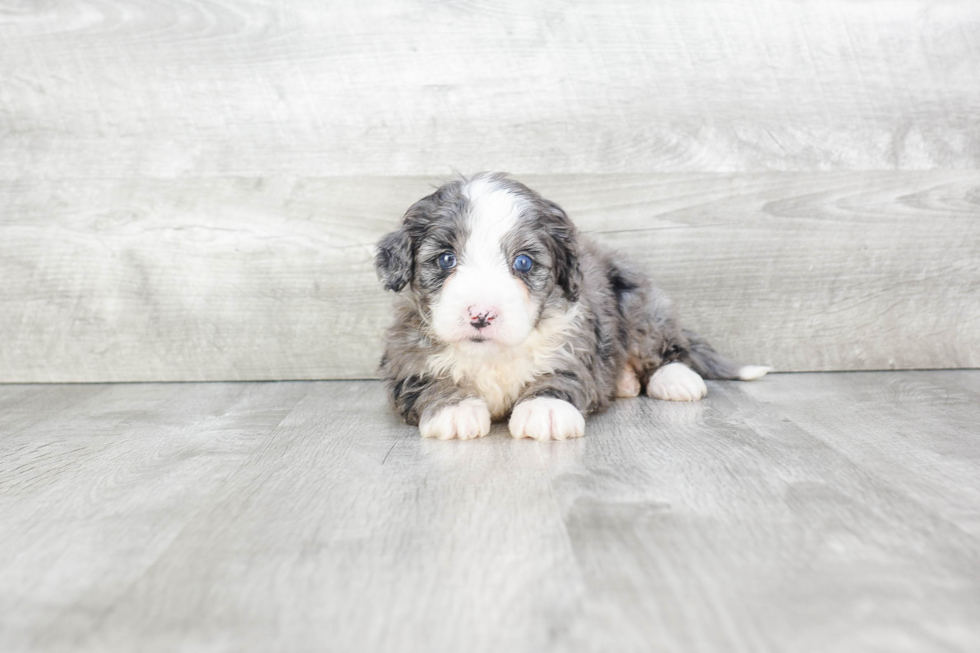 Best Mini Bernedoodle Baby