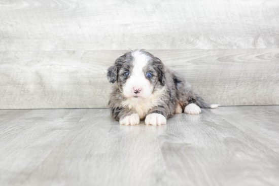 Best Mini Bernedoodle Baby