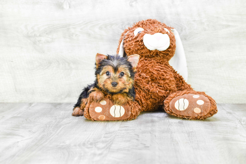 Meet Isabella - our Yorkshire Terrier Puppy Photo 