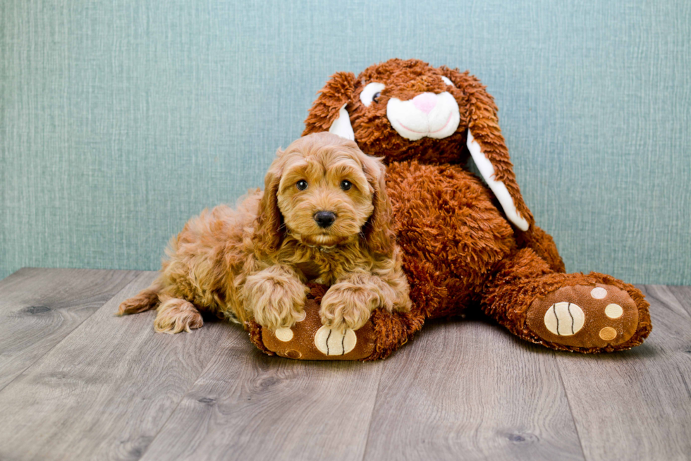 Playful Golden Retriever Poodle Mix Puppy