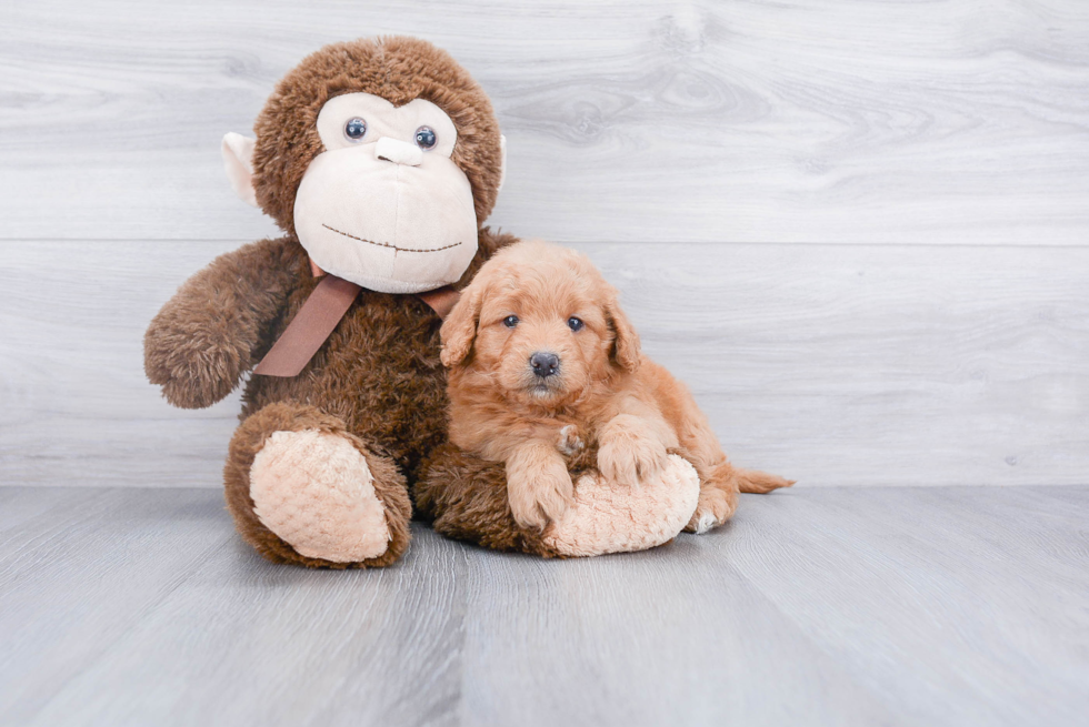 Friendly Mini Goldendoodle Baby