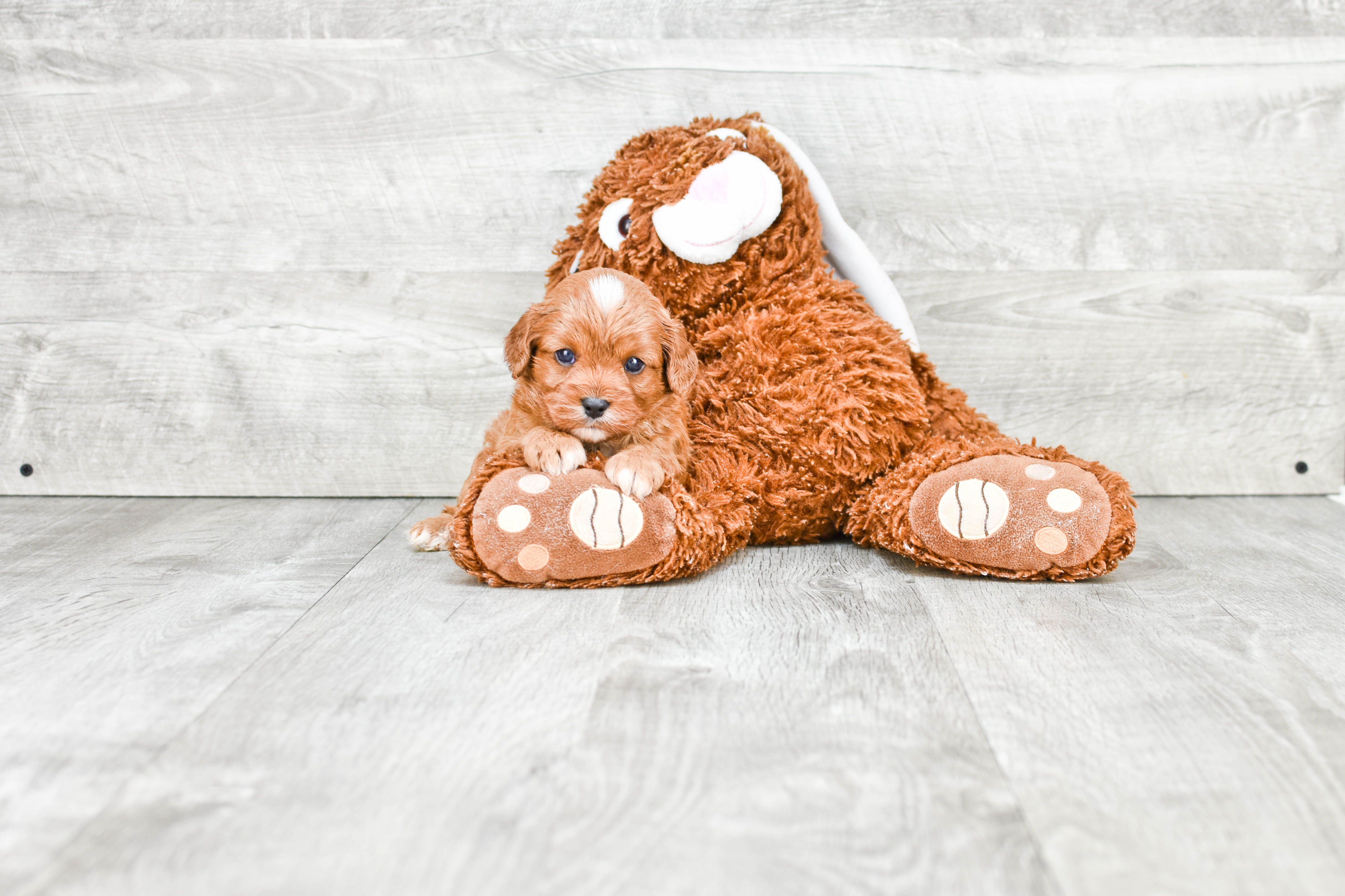 Best Cavapoo Baby
