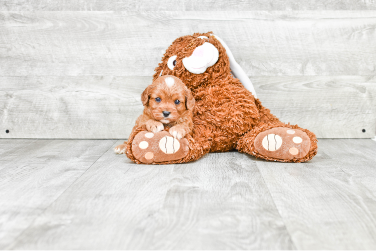 Best Cavapoo Baby