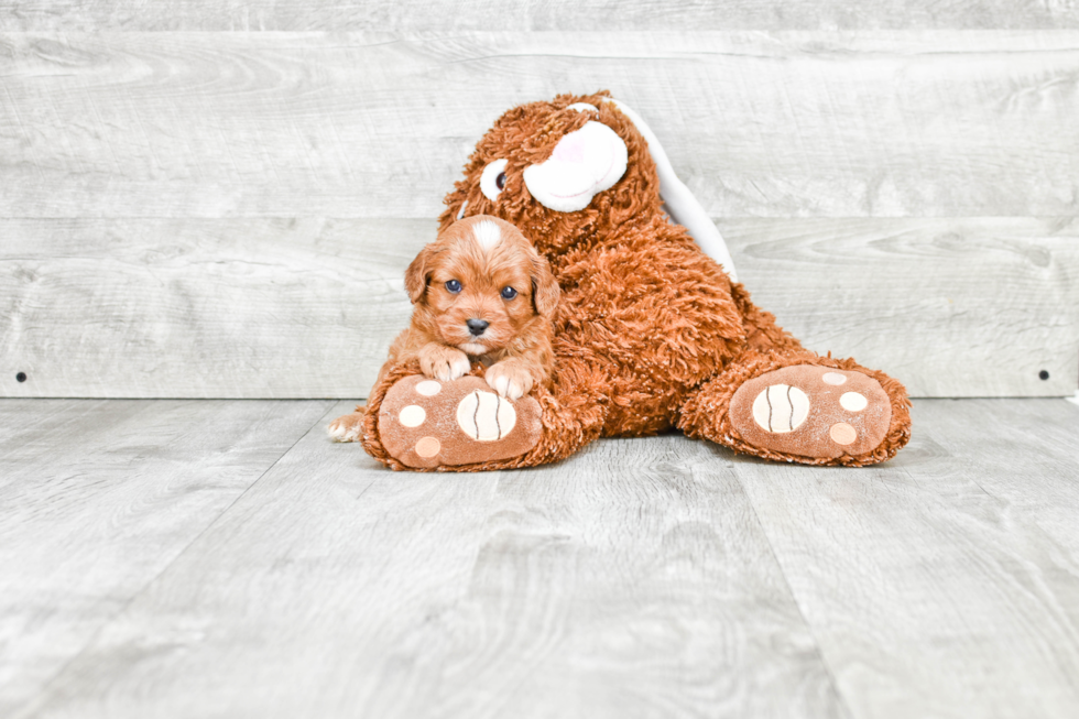 Best Cavapoo Baby