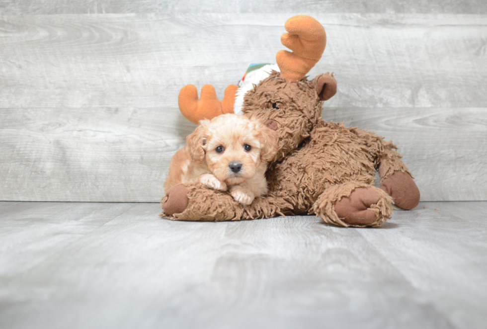 Cavapoo Pup Being Cute