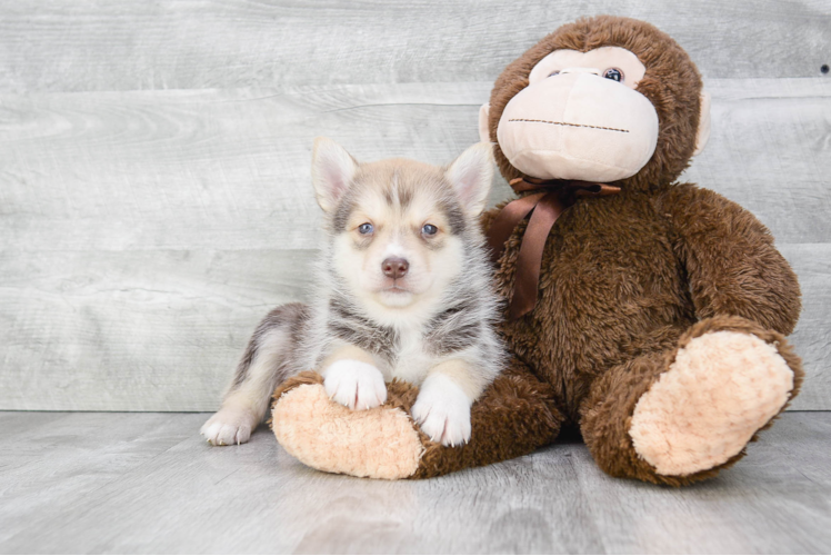 Pomsky Puppy for Adoption