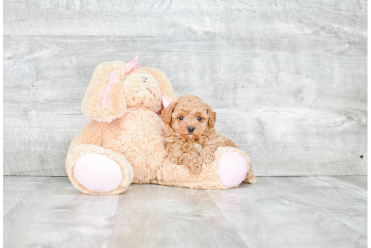 Poodle Pup Being Cute