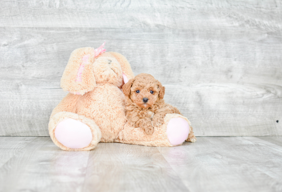 Poodle Pup Being Cute