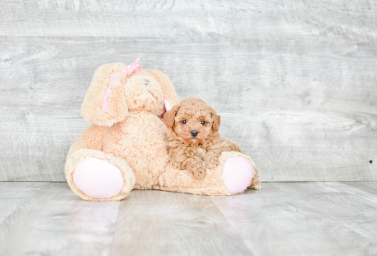 Poodle Pup Being Cute