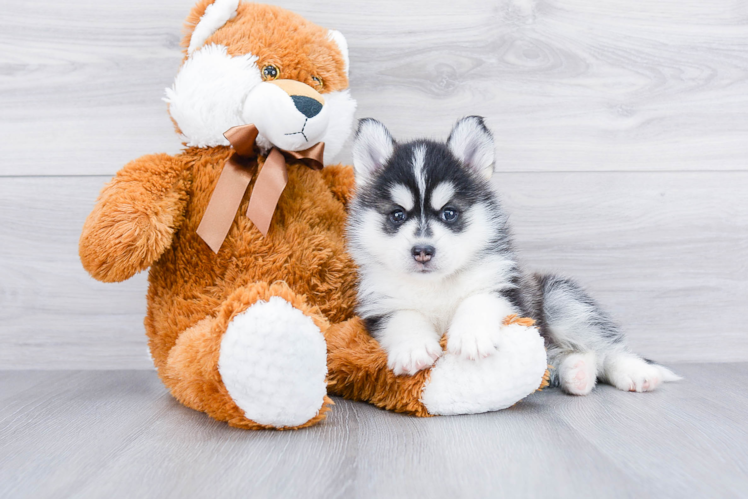 Best Pomsky Baby