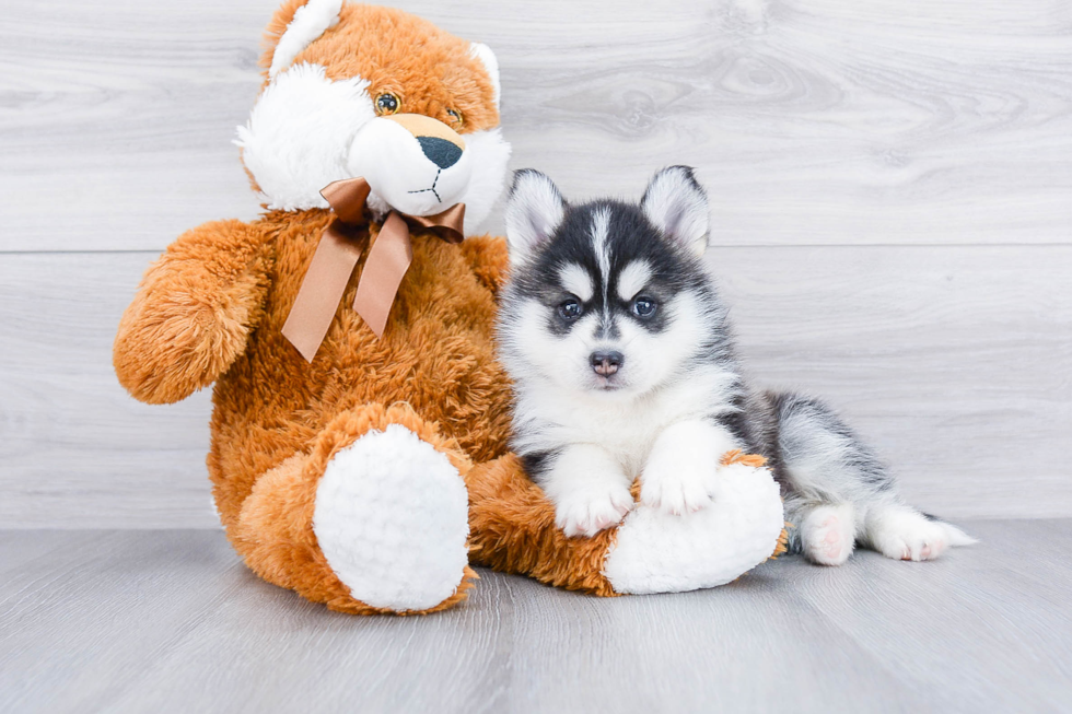 Best Pomsky Baby