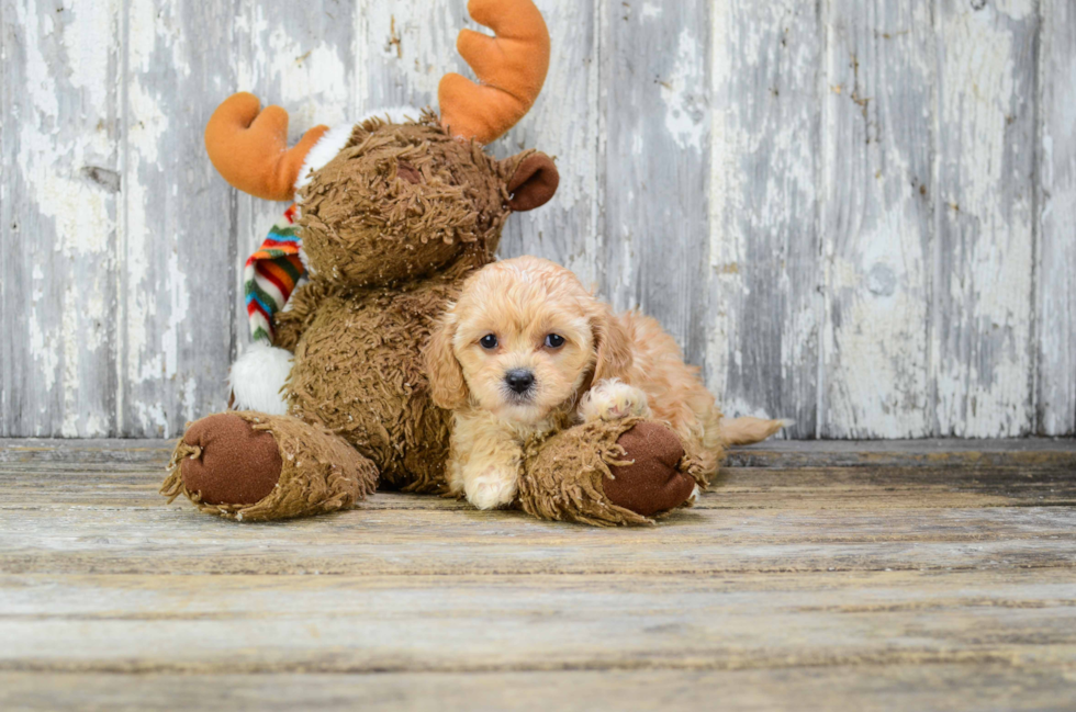 Cavapoo Puppy for Adoption