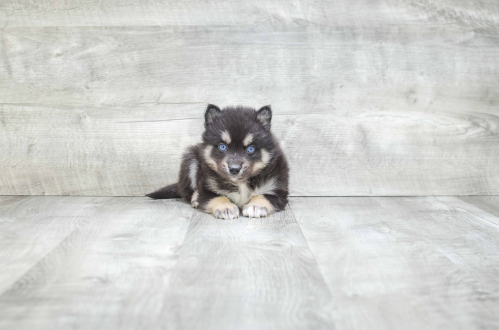 Best Pomsky Baby