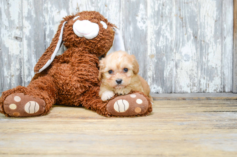 Hypoallergenic Cavalier Designer Puppy