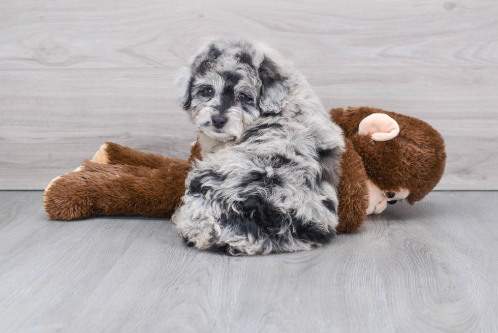 Mini Aussiedoodle Puppy for Adoption