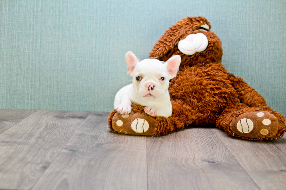 Playful French Bulldog Baby