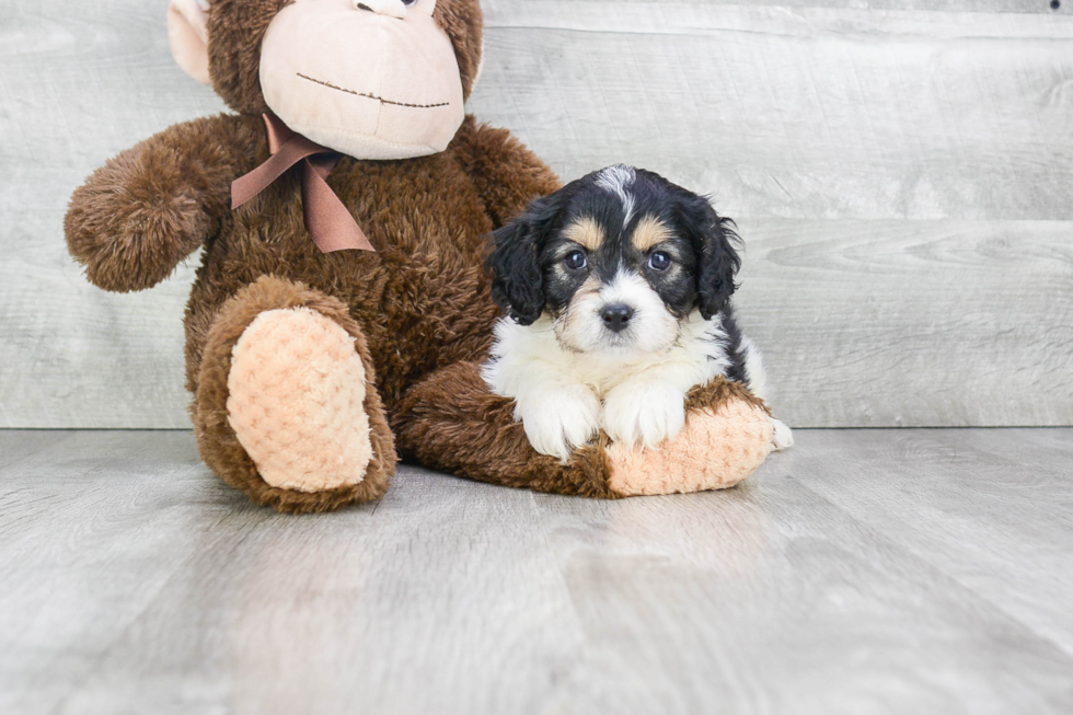 Smart Cavachon Designer Pup