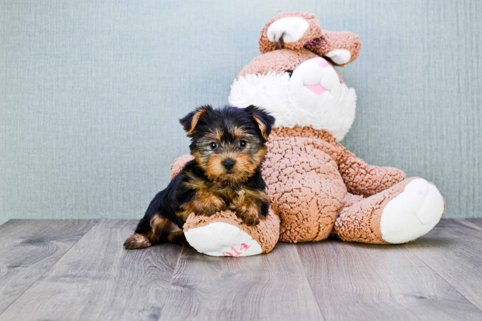 Meet Anthony - our Yorkshire Terrier Puppy Photo 