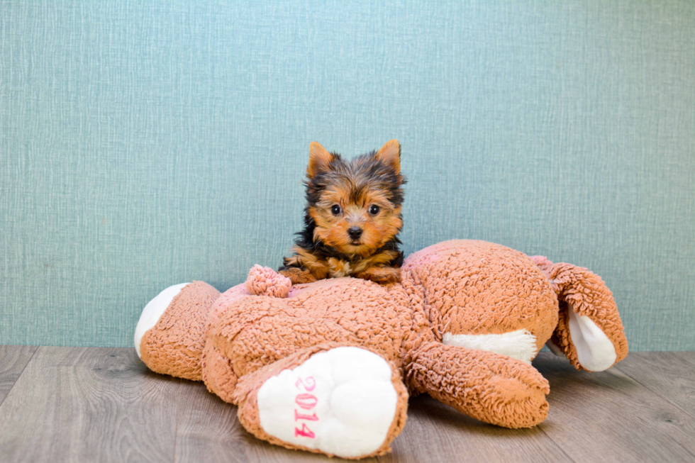 Meet Bronze - our Yorkshire Terrier Puppy Photo 