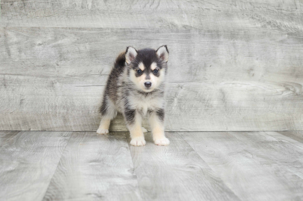 Pomsky Pup Being Cute