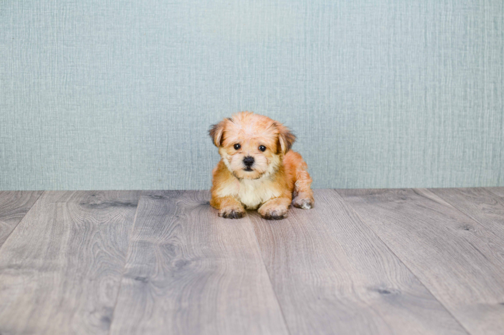 Morkie Pup Being Cute