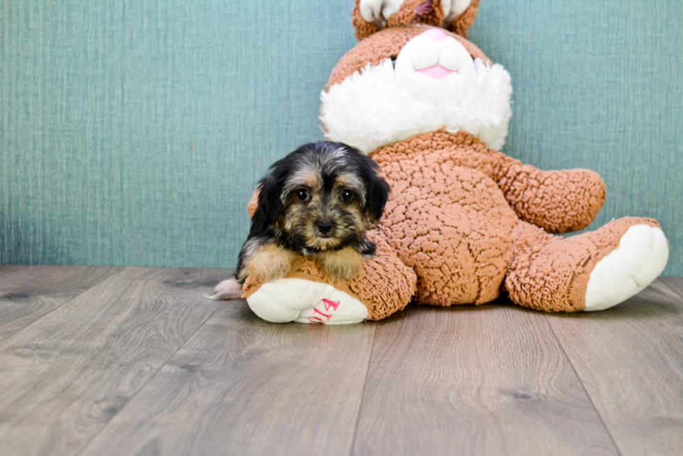 Fluffy Morkie Designer Pup