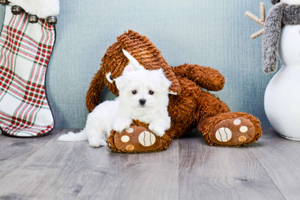 Adorable Maltese Purebred Puppy