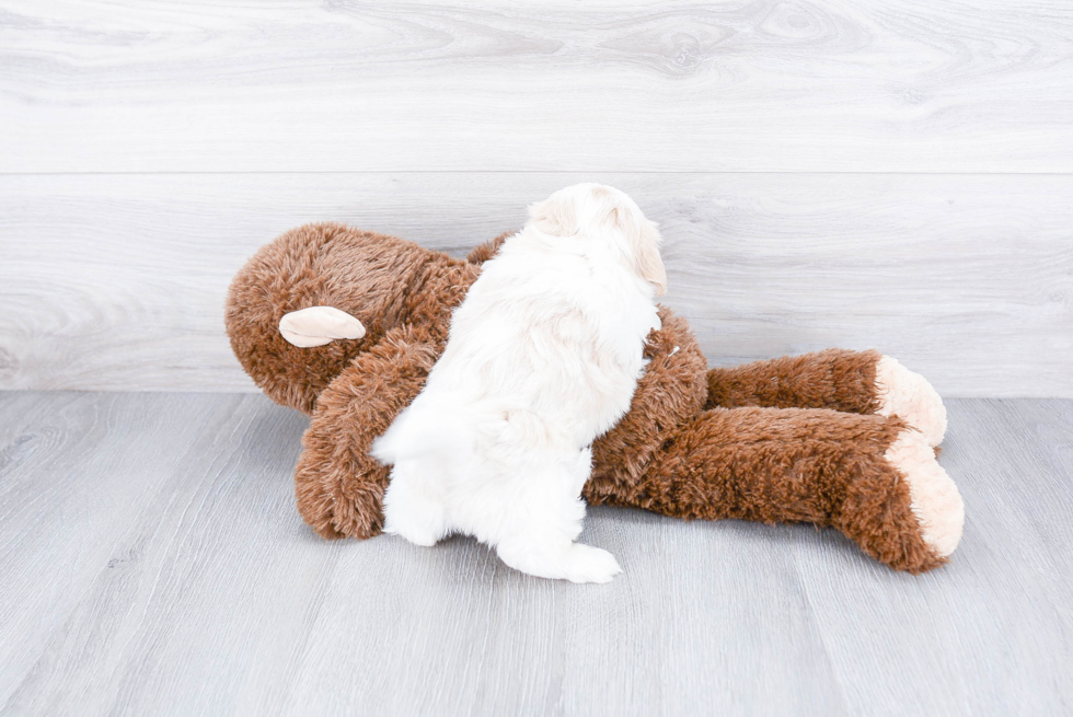 Hypoallergenic Shichon Designer Puppy
