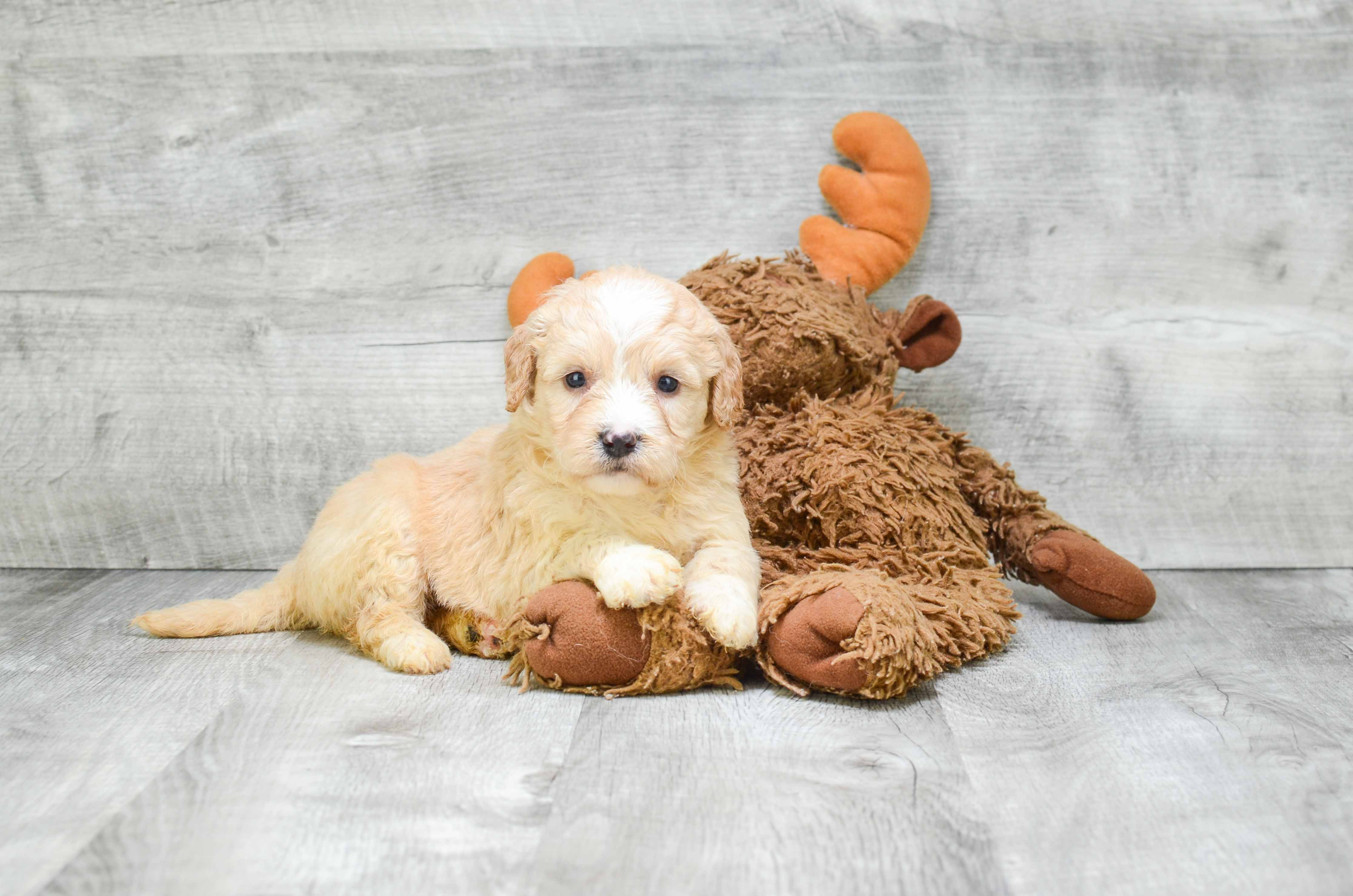 Mini Goldendoodle Pup Being Cute