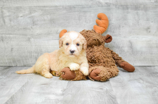 Mini Goldendoodle Pup Being Cute