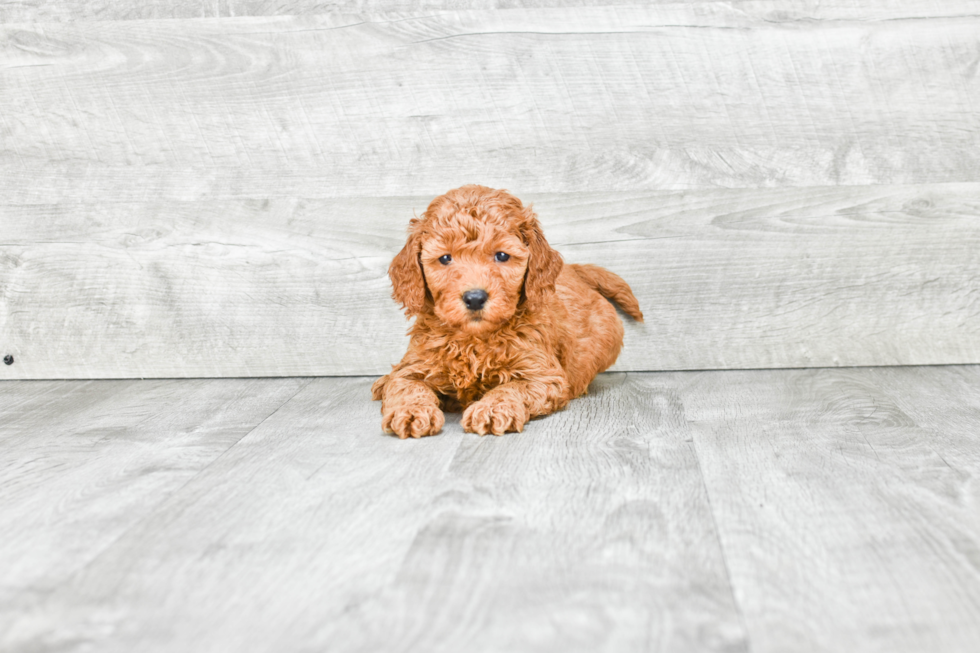 Best Mini Goldendoodle Baby