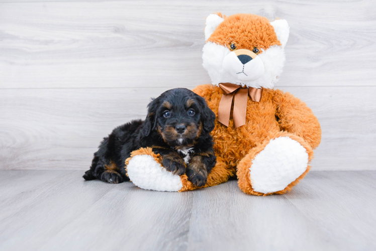 Fluffy Mini Bernedoodle Poodle Mix Pup