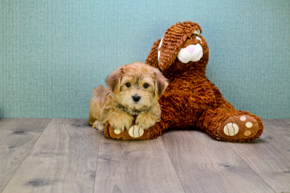 Morkie Puppy for Adoption