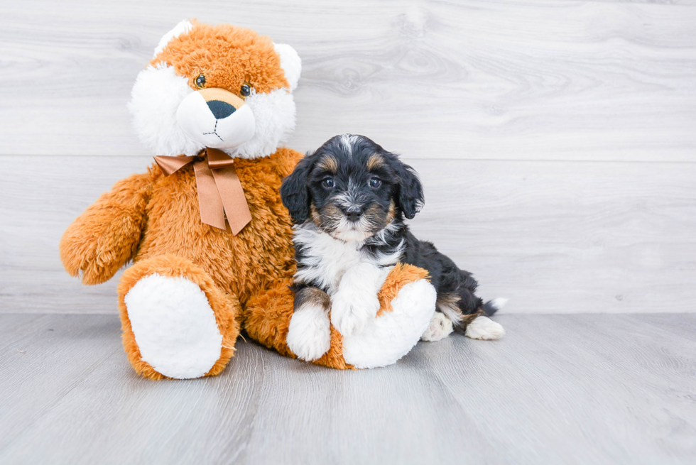 Fluffy Mini Bernedoodle Poodle Mix Pup