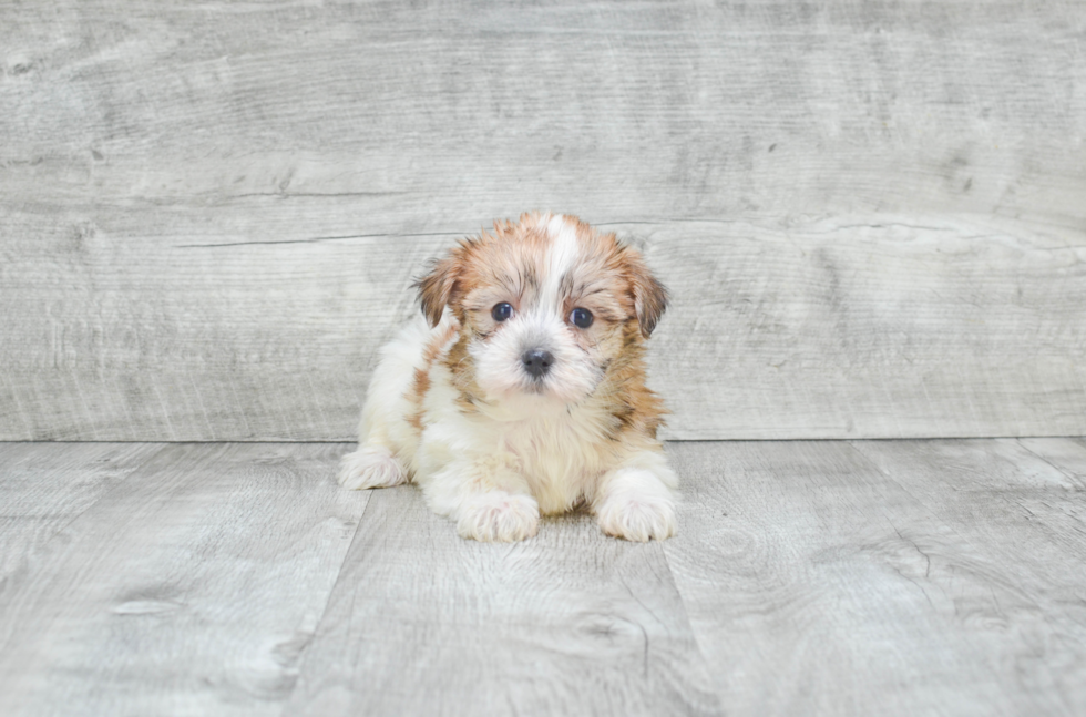 Morkie Puppy for Adoption