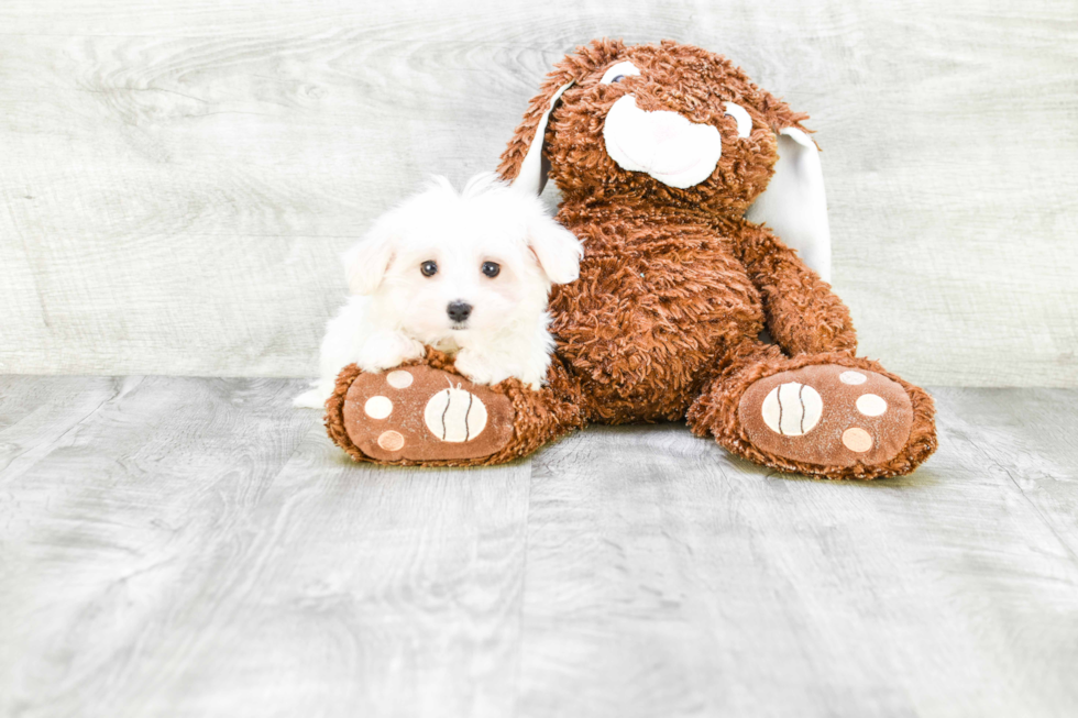 Playful Maltese Purebred Pup