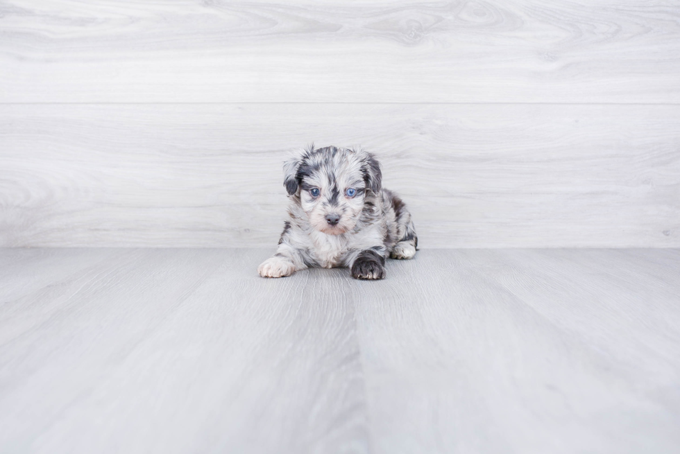 Funny Mini Aussiedoodle Poodle Mix Pup