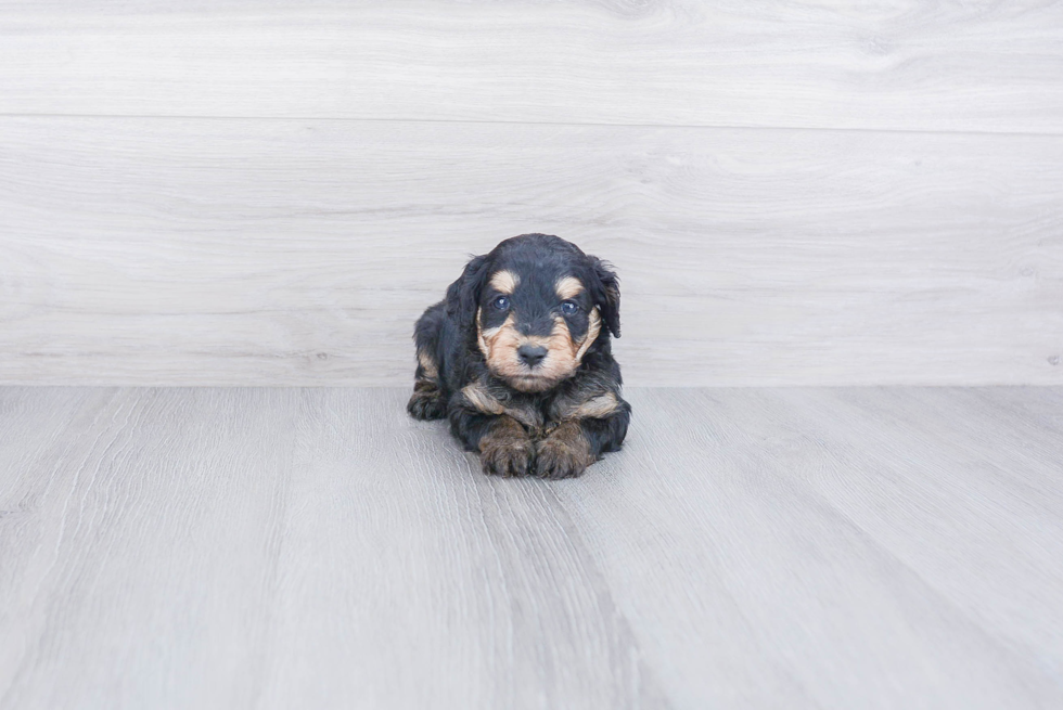 Adorable Aussiepoo Poodle Mix Puppy