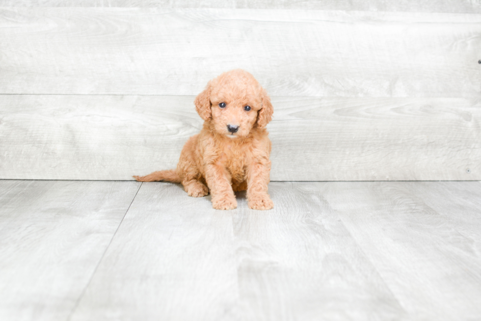 Best Mini Goldendoodle Baby