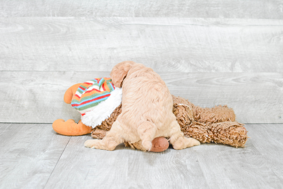 Cavapoo Pup Being Cute