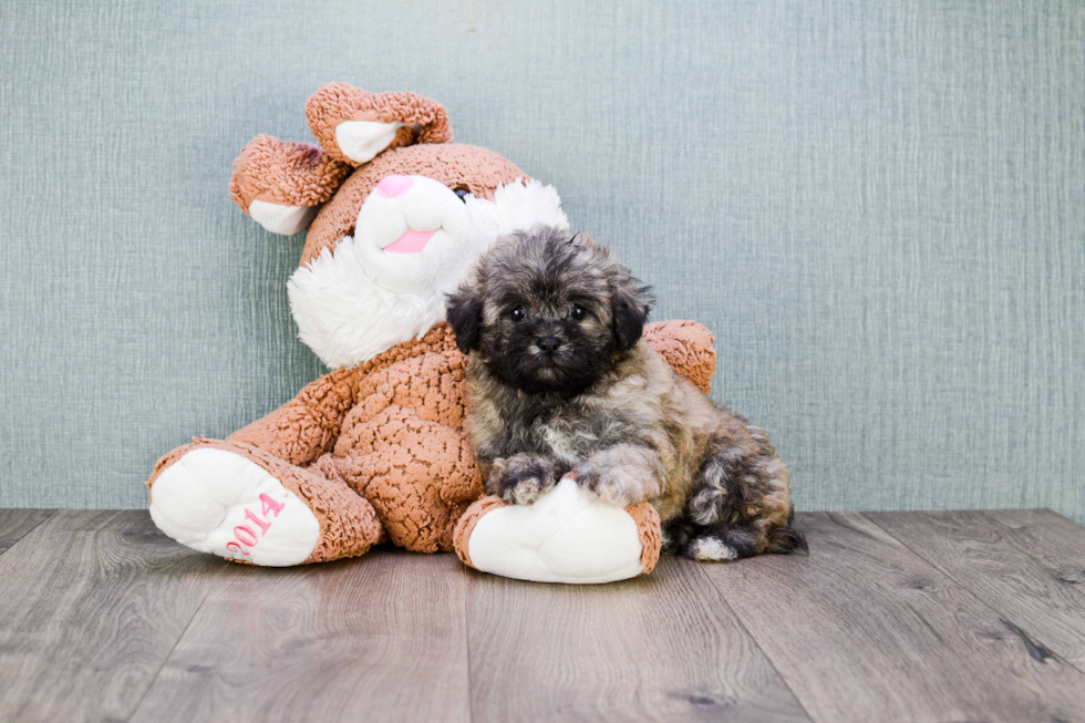 Teddy Bear Pup Being Cute