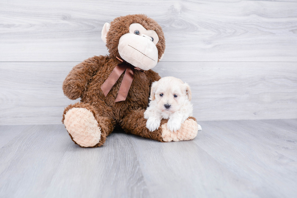 Cute Maltipoo Baby