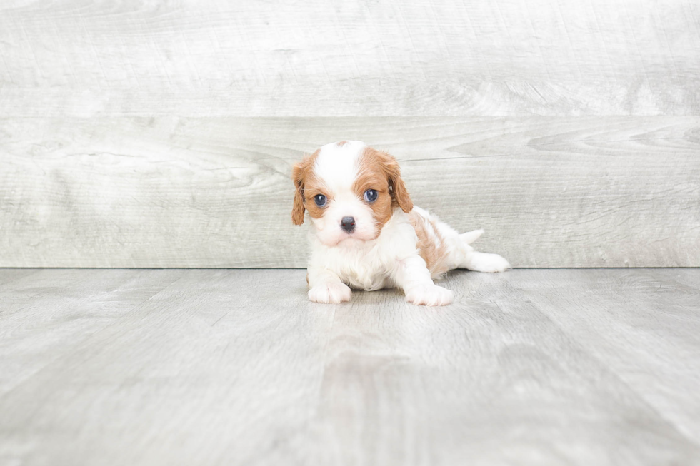 Small Cavalier King Charles Spaniel Baby