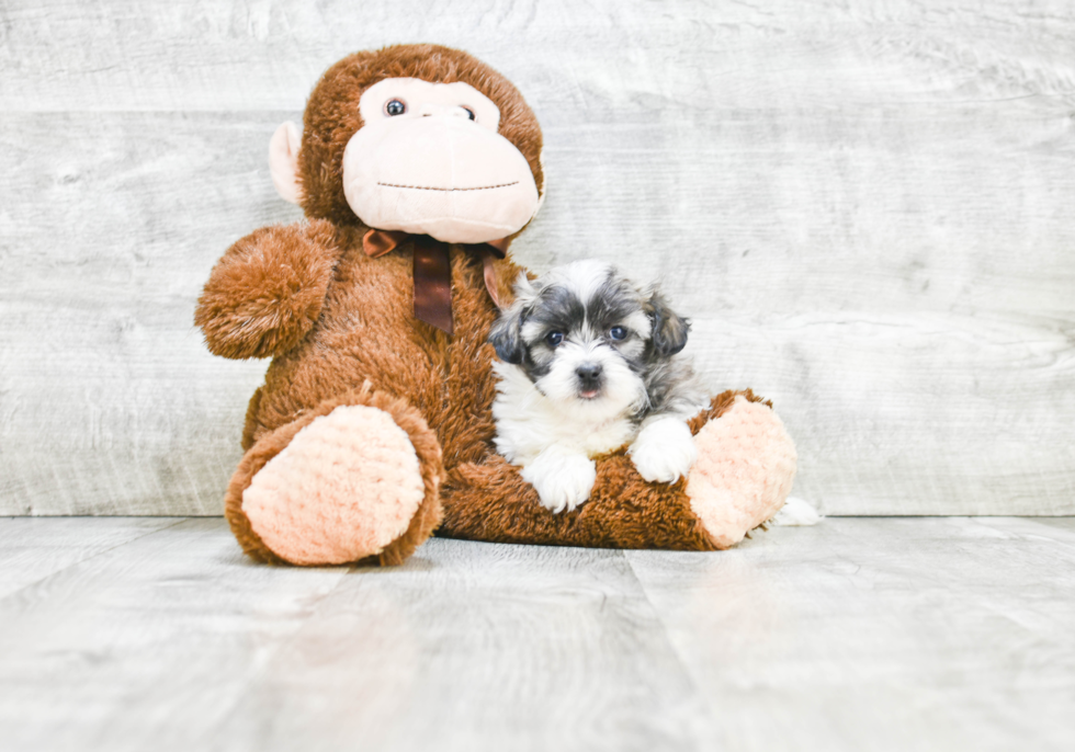 Adorable Shichon Designer Puppy