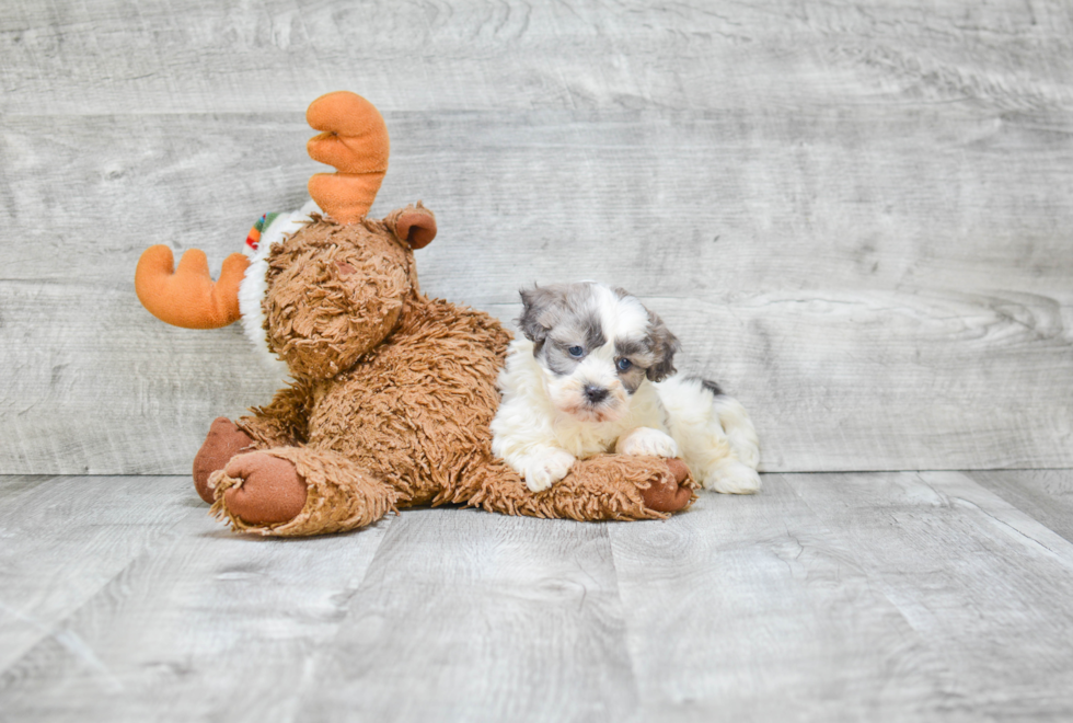 Small Teddy Bear Baby