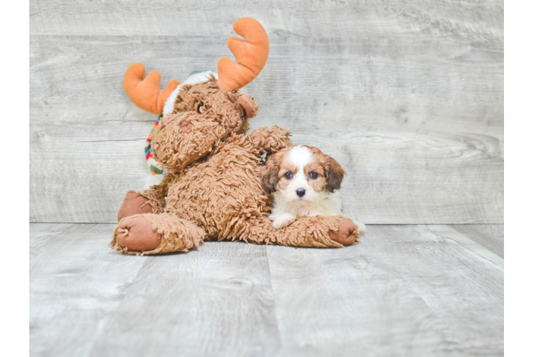 Best Cavapoo Baby