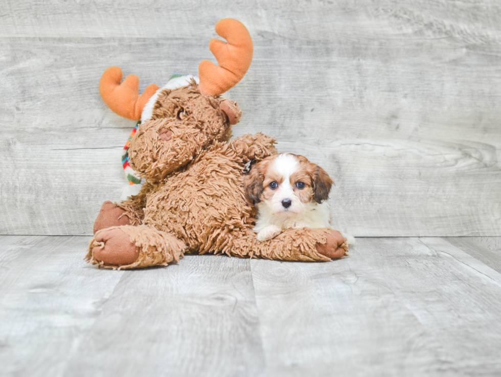 Best Cavapoo Baby