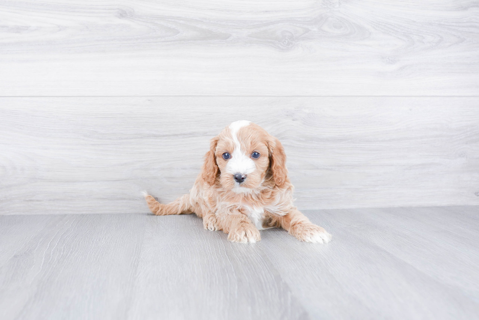 Fluffy Cavapoo Poodle Mix Pup