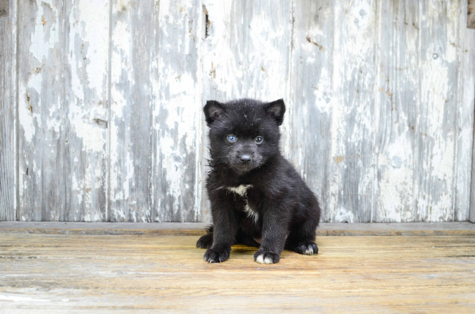 Best Pomsky Baby